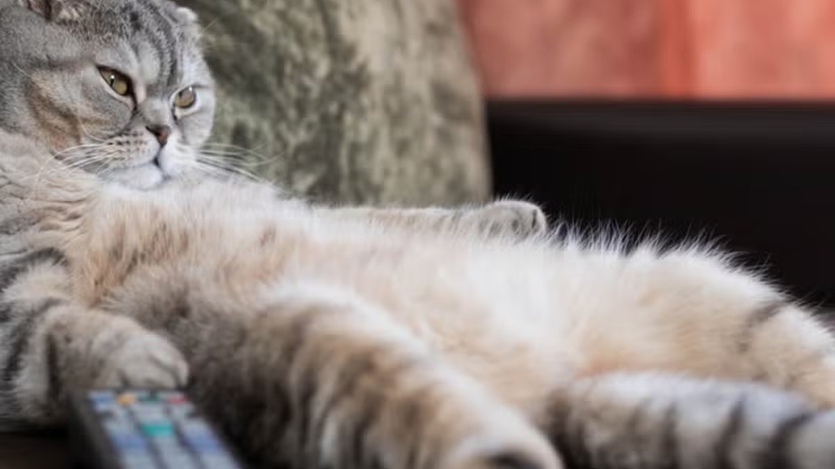 The Night I Found Watt and Volt Chewing on My Smart Thermostat Manual - Electric Bill Check